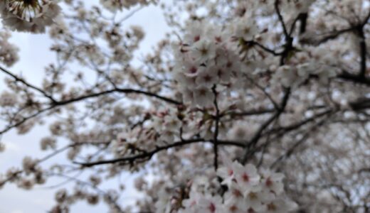 満開の桜の木の下で　～子供の想い～