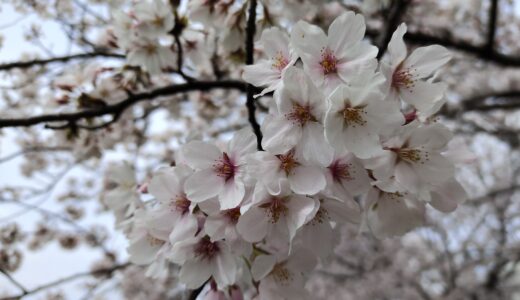 夫が退職して転職した春の桜を思い出す