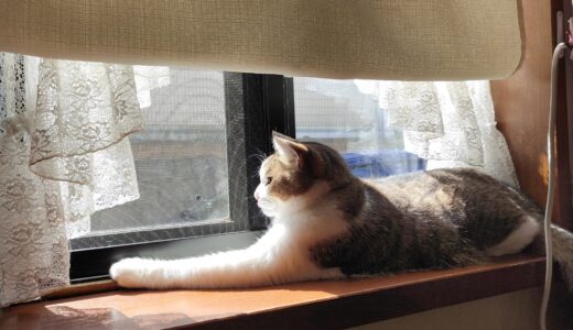 隣人の大掃除と5ｇ給餌のネコ観察